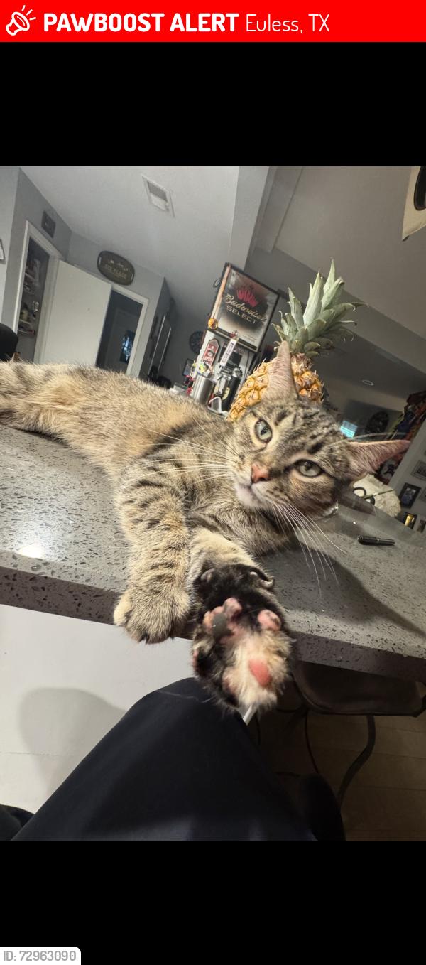 Lost Female Cat last seen Shady Hollow Ct., 76039, Euless, TX 76039