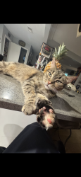 Lost Female Cat last seen Shady Hollow Ct., 76039, Euless, TX 76039