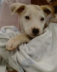 Shelter Stray Unknown Dog last seen DUMPED AT DRAPER LAKE, Oklahoma City, OK 73129