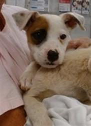 Shelter Stray Unknown Dog last seen DUMPED AT DRAPER LAKE, Oklahoma City, OK 73129