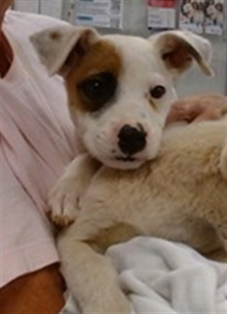 Shelter Stray Unknown Dog last seen DUMPED AT DRAPER LAKE, Oklahoma City, OK 73129