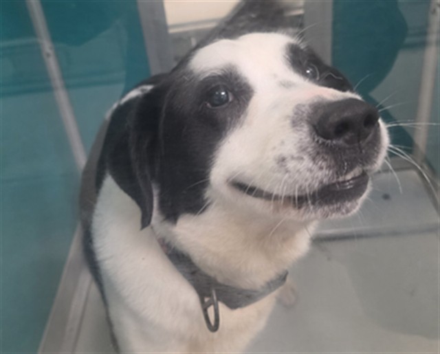 Shelter Stray Unknown Dog last seen ABANDONED IN KENNEL 225, Oklahoma City, OK 73129