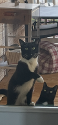 Lost Male Cat last seen Willard Rd, Winston-Salem, NC 27107