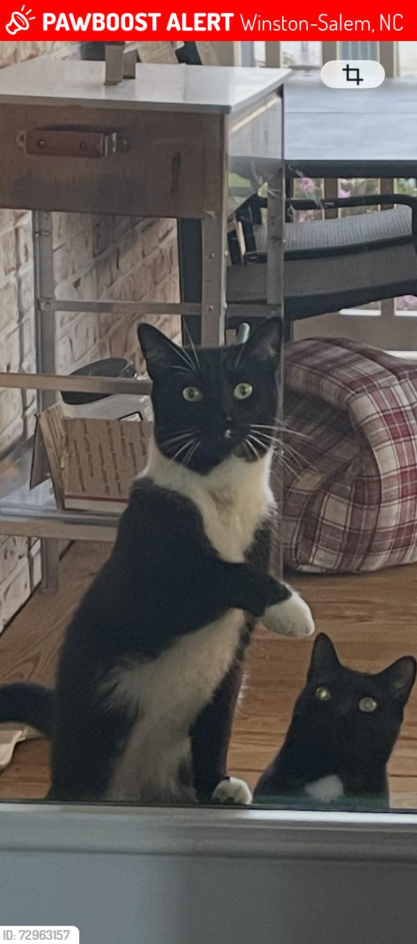 Lost Male Cat last seen Willard Rd, Winston-Salem, NC 27107