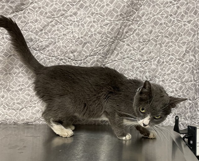 Shelter Stray Unknown Cat last seen , Lake Los Angeles, CA 93550