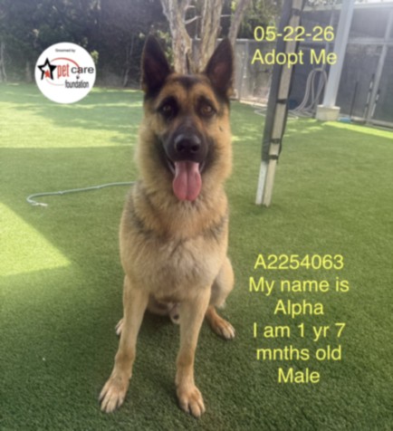 Shelter Stray Male Dog last seen , Los Angeles, CA 90047