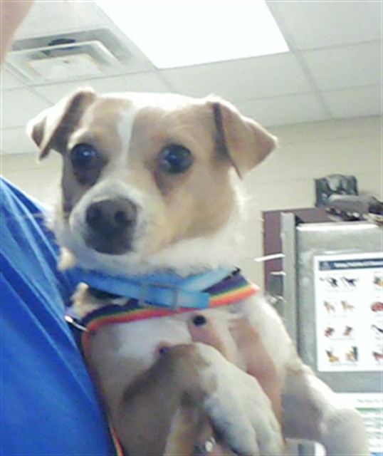 Shelter Stray Female Dog last seen Near BLOCK SOFTWIND LN, HOPE MILLS NC 28348, Fayetteville, NC 28306
