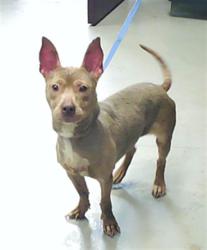 Shelter Stray Female Dog last seen Near BLOCK CAIRO CT, FAYETTEVILLE NC 28303, Fayetteville, NC 28306