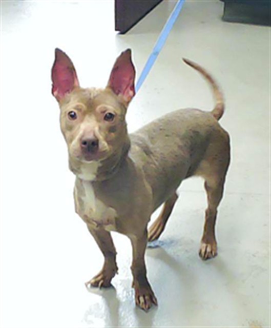 Shelter Stray Female Dog last seen Near BLOCK CAIRO CT, FAYETTEVILLE NC 28303, Fayetteville, NC 28306
