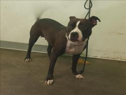 Shelter Stray Female Dog last seen , Los Angeles, CA 90047