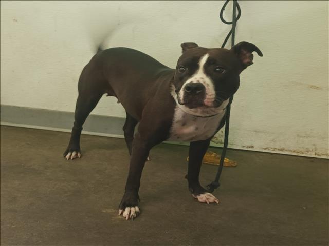 Shelter Stray Female Dog last seen , Los Angeles, CA 90047