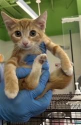Shelter Stray Female Cat last seen , Los Angeles, CA 90047
