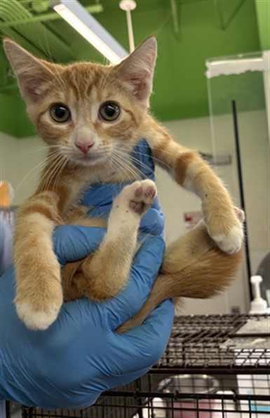Shelter Stray Female Cat last seen , Los Angeles, CA 90047