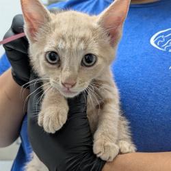Shelter Stray Male Cat last seen , Camarillo, CA 93010