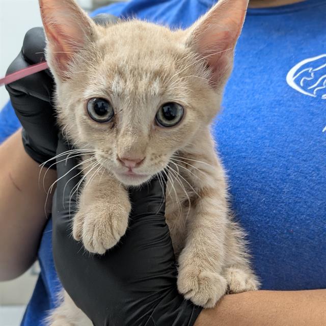 Shelter Stray Male Cat last seen , Camarillo, CA 93010