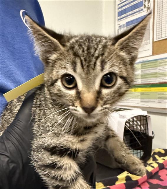 Shelter Stray Female Cat last seen , Camarillo, CA 93010