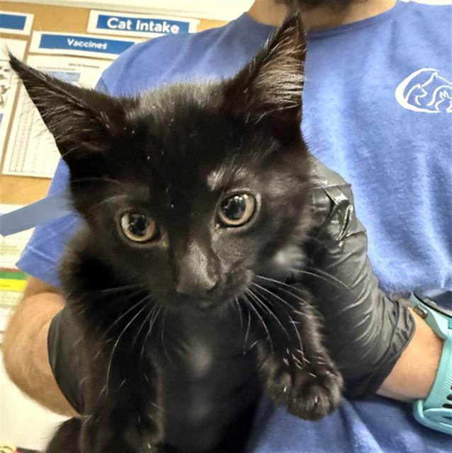 Shelter Stray Male Cat last seen , Camarillo, CA 93010