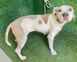 Shelter Stray Female Dog last seen , Quartz Hill, CA 93536