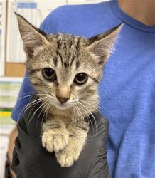 Shelter Stray Male Cat last seen , Camarillo, CA 93010