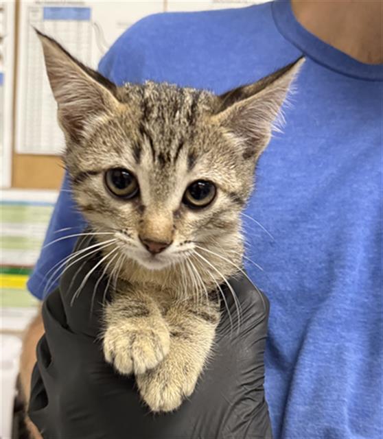 Shelter Stray Male Cat last seen , Camarillo, CA 93010