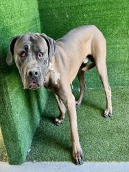Shelter Stray Male Dog last seen , Quartz Hill, CA 93536