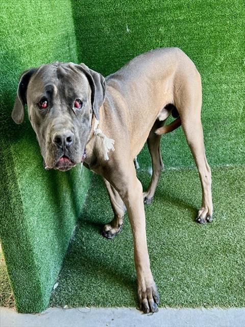 Shelter Stray Male Dog last seen , Quartz Hill, CA 93536