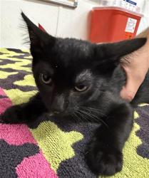 Shelter Stray Male Cat last seen , Camarillo, CA 93010