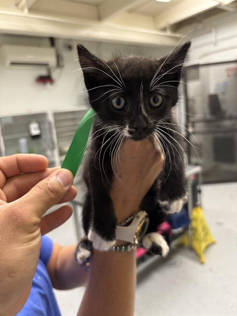 Shelter Stray Male Cat last seen , Camarillo, CA 93010