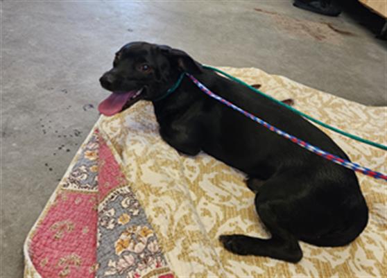 Shelter Stray Male Dog last seen , Camarillo, CA 93010