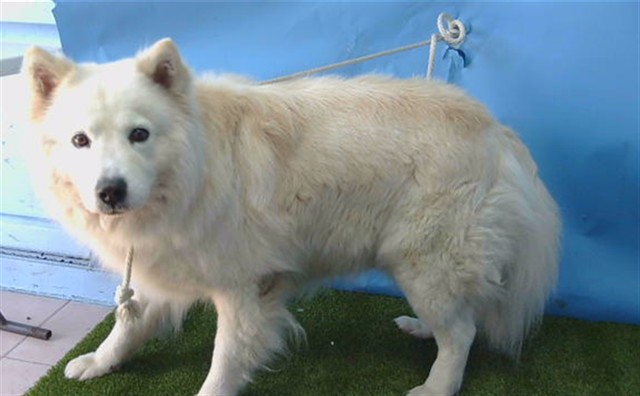 Shelter Stray Male Dog last seen , Gardena, CA 90248