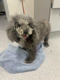 Shelter Stray Female Dog last seen Near BLOCK W HIGH ST, COLORADO SPRINGS CO 80904, Colorado Springs, CO 80905