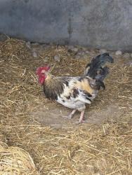Shelter Stray Male Bird last seen Near BLOCK EASY ST, COLORADO SPRINGS CO 80911, Colorado Springs, CO 80905