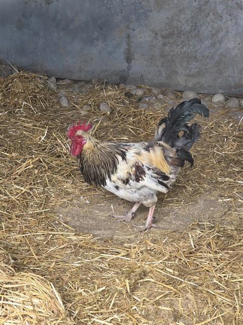 Shelter Stray Male Bird last seen Near BLOCK EASY ST, COLORADO SPRINGS CO 80911, Colorado Springs, CO 80905
