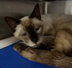 Shelter Stray Male Cat last seen , Sanford, FL 32773