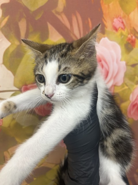 Shelter Stray Female Cat last seen AVERY AND VALENCIA, San Bernardino, CA 92401