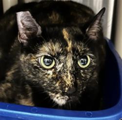 Shelter Stray Female Cat last seen , Sanford, FL 32773