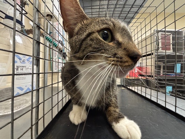 Shelter Stray Female Cat last seen , Sanford, FL 32773