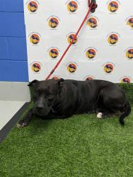Shelter Stray Female Dog last seen LITEWOOD DRIVE, Land O' Lakes, FL 34638