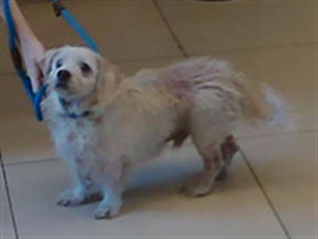Shelter Stray Male Dog last seen UNSURE, Land O' Lakes, FL 34638