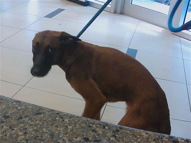 Shelter Stray Male Dog last seen POWERLINE ROAD AND FRAZEE HILL ROAD, Land O' Lakes, FL 34638