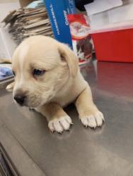 Shelter Stray Male Dog last seen , San Bernardino, CA 92401