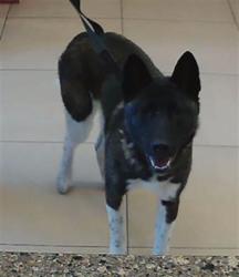 Shelter Stray Female Dog last seen GRAND BLVD, Land O' Lakes, FL 34638