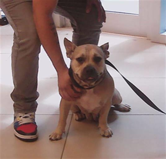 Shelter Stray Female Dog last seen GULF TRACE BLVD & KEYSTONE BLVD (AT THE REC CENTER), Land O' Lakes, FL 34638