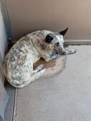 Shelter Stray Male Dog last seen Near BLOCK DON PEDRO PADILLA, Albuquerque, NM 87105