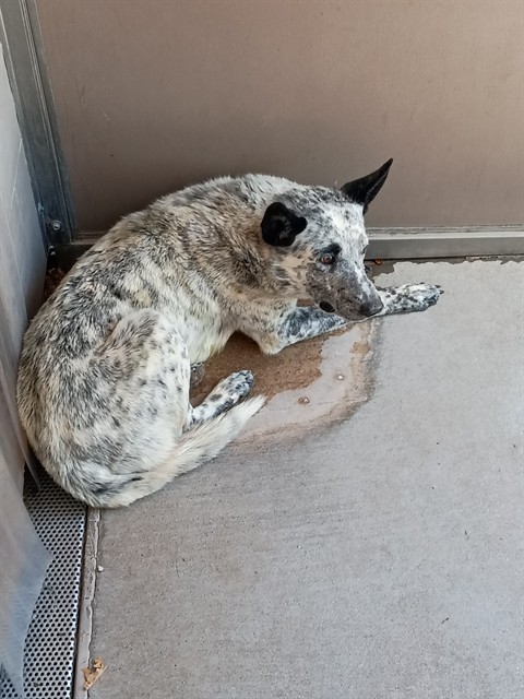 Shelter Stray Male Dog last seen Near BLOCK DON PEDRO PADILLA, Albuquerque, NM 87105