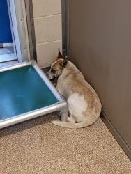 Shelter Stray Female Dog last seen Near BLOCK PERRY RD, Albuquerque, NM 87105