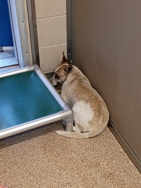 Shelter Stray Female Dog last seen Near BLOCK PERRY RD, Albuquerque, NM 87105