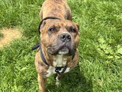 Shelter Stray Male Dog last seen Near BLOCK EAGLERIDGE PL, PUEBLO CO 81008, Pueblo, CO 81008