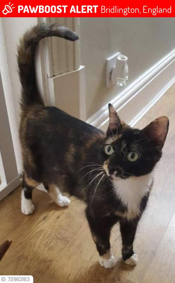 Lost Female Cat last seen Holyrood Avenue , Bridlington, England 