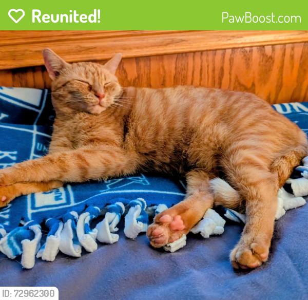 Reunited Female Cat last seen Mt. Zion and Russwill Lane , Union, KY 41091